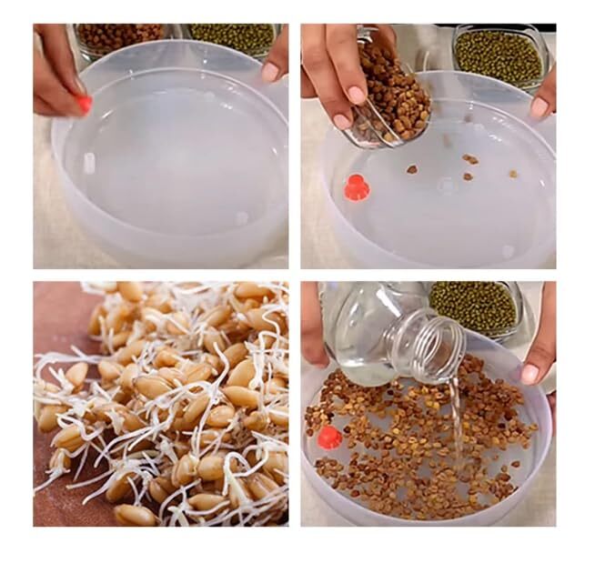 Sprout Maker 3 Layer
