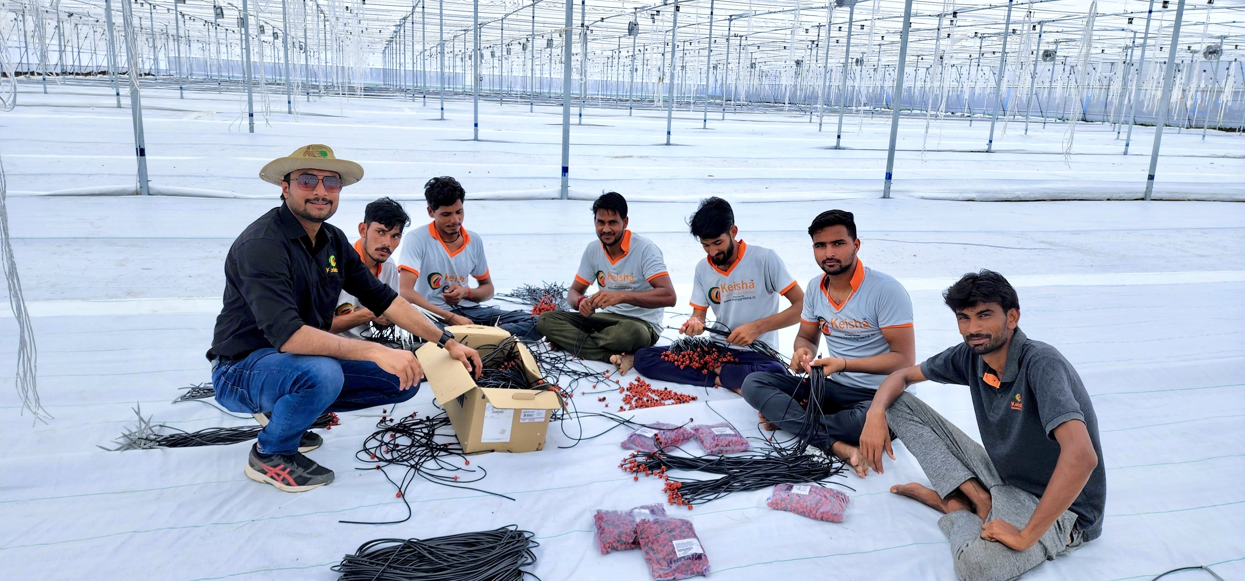 Double Vent Polyhouse - Durable Plastic, Large Size 5.5m Height | Eco-friendly, Re-usable, Air Cooling System, Manual Monitoring