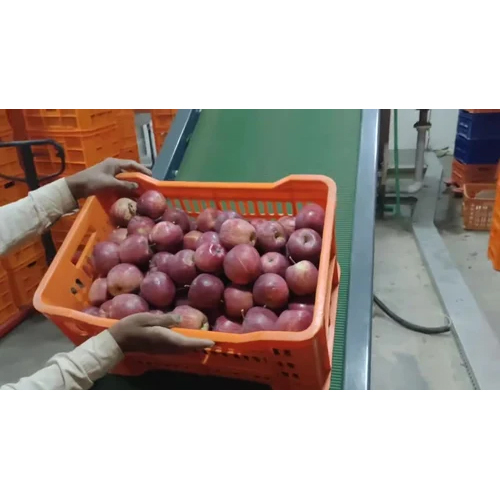 Apple Weight Grading Machine - Capacity: 1000 Kg/hr