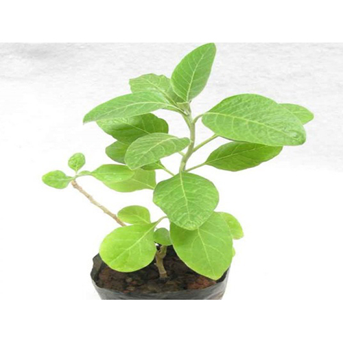 Ashwagandha Plant