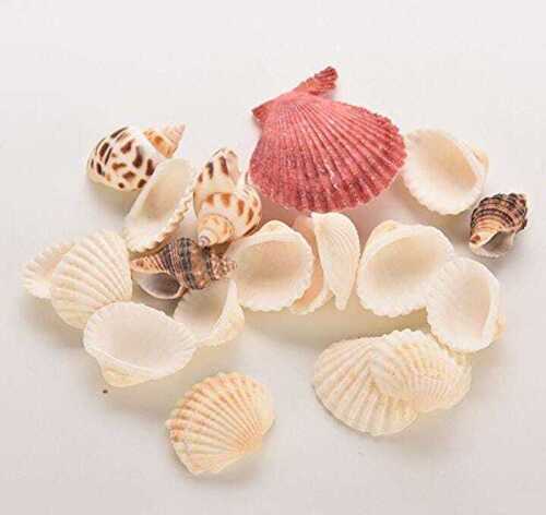 Sea Shell By Rainbow Traders