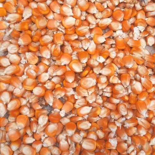 सूखी मकई
