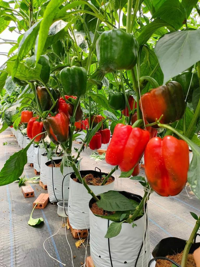 Inspiration Rz F1 Red Capsicum Seeds - Grade: Agriculture Grade
