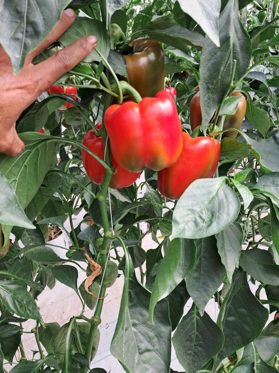 Inspiration Rz F1 Red Capsicum Seeds - Grade: Agriculture Grade