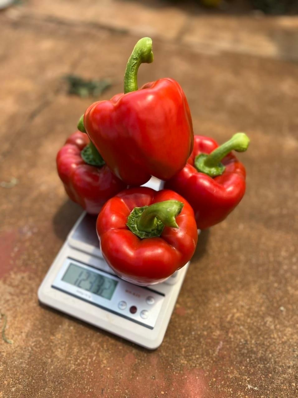 Inspiration Rz F1 Red Capsicum Seeds - Grade: Agriculture Grade