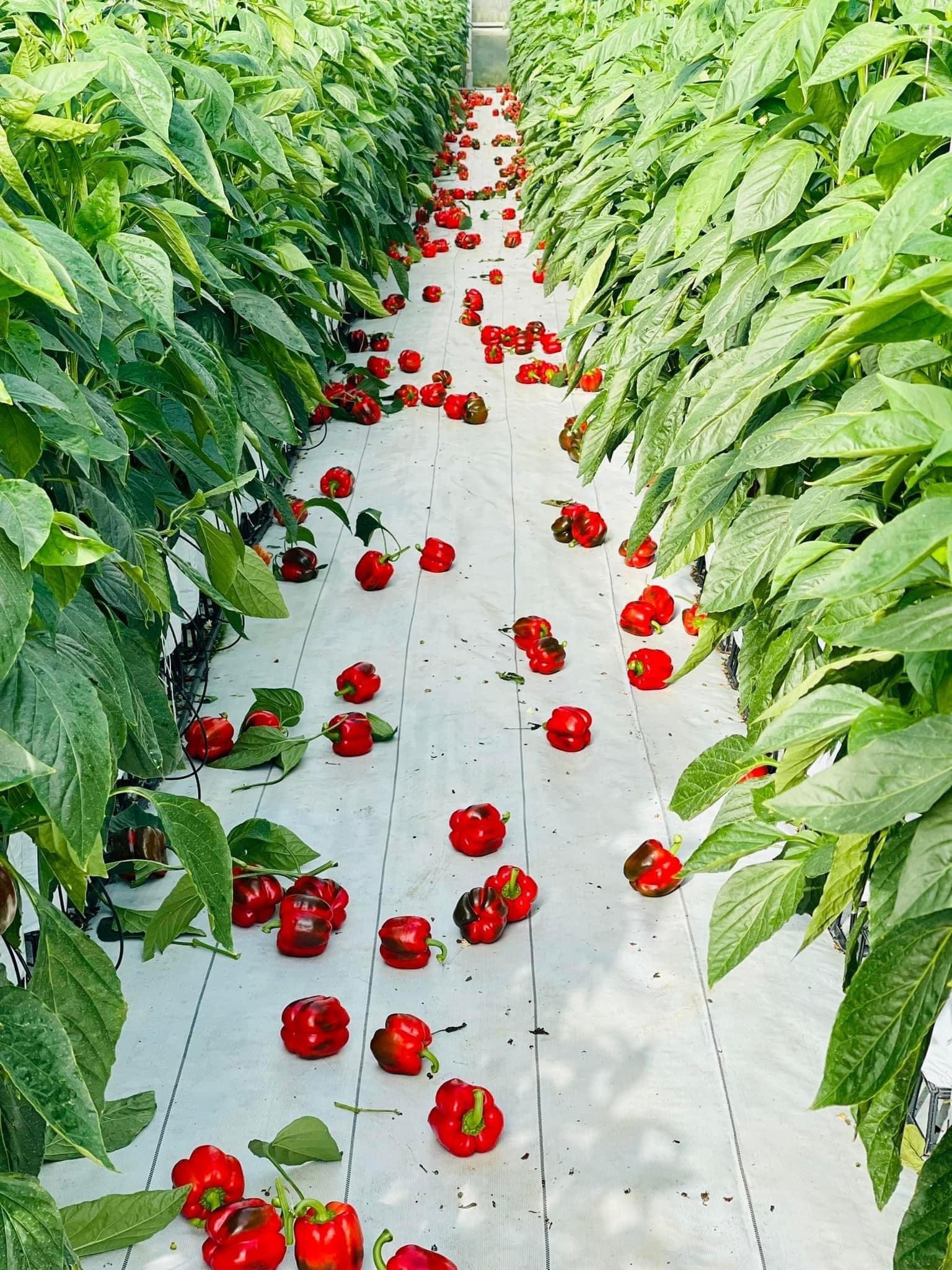 Inspiration Rz F1 Red Capsicum Seeds - Grade: Agriculture Grade