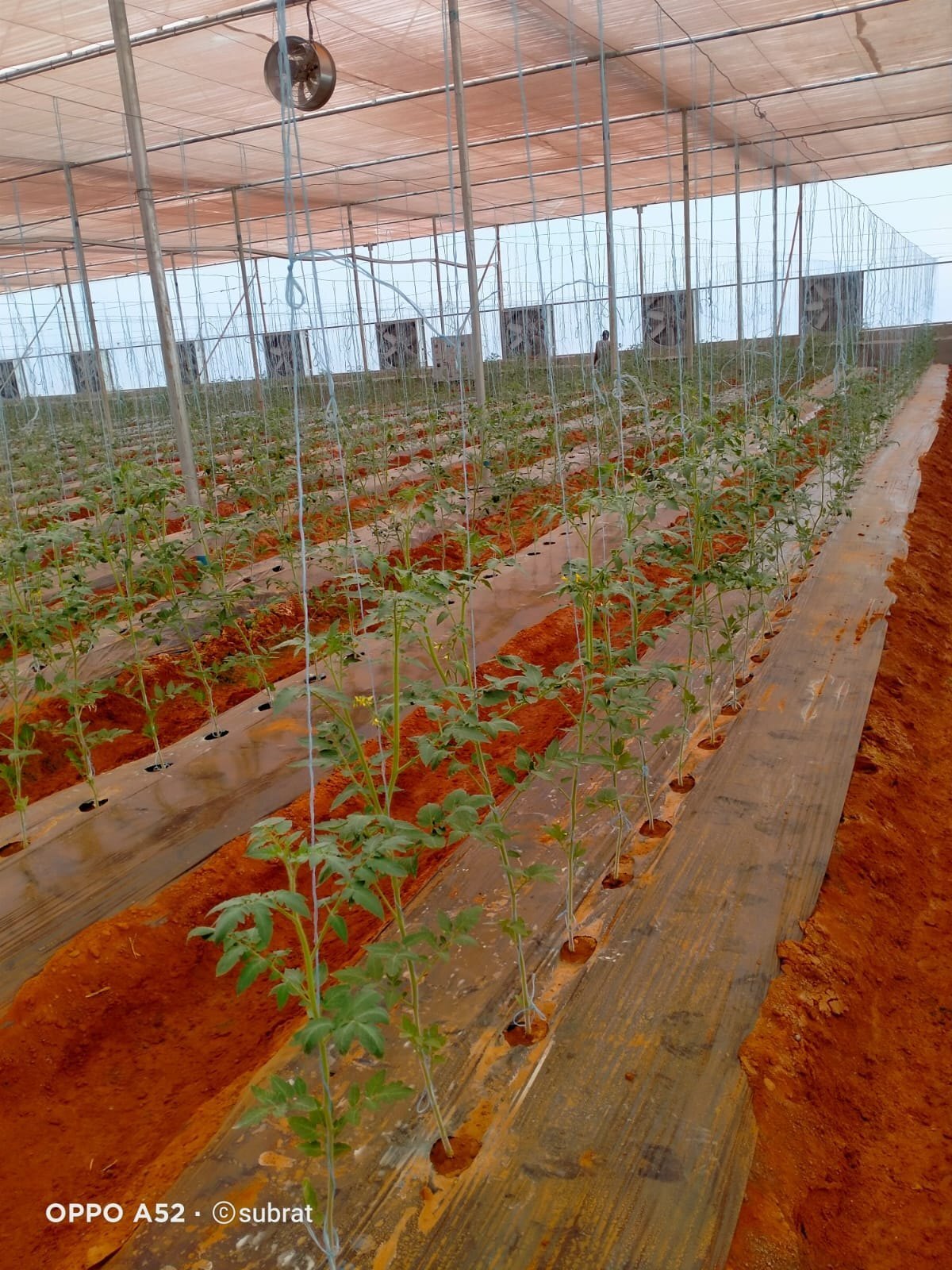 Green House White Agri Plain Thread - 100% Polyester, 500 Mtr/kg, White Color - Uv Resistant, Mildew-proof, Twisted Easy Handling Agri Twine