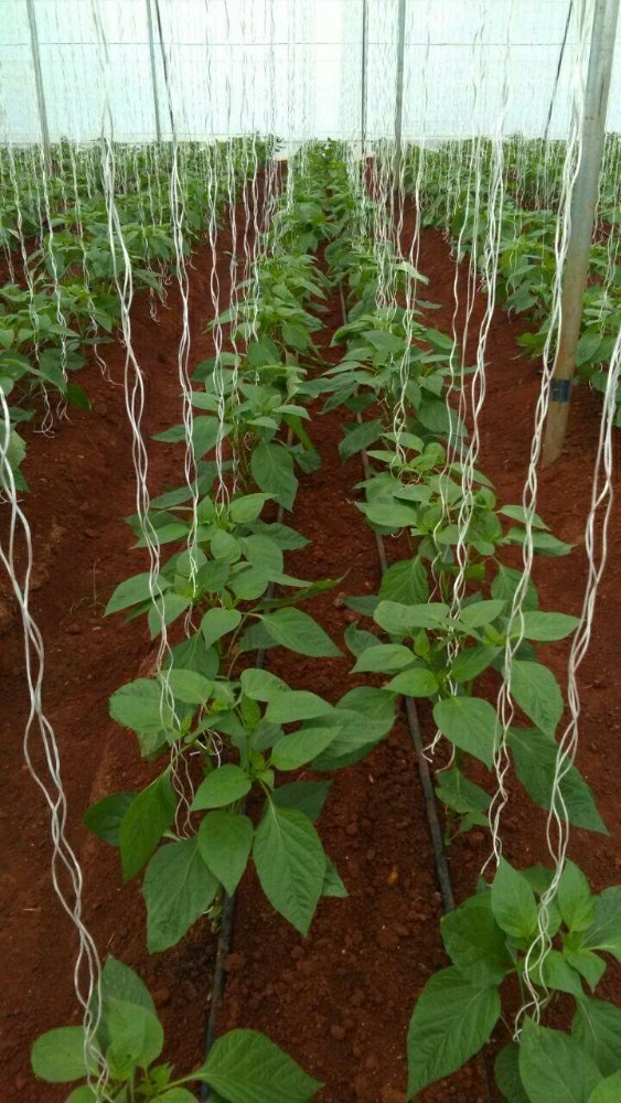 Green House White Agri Plain Thread - 100% Polyester, 500 Mtr/kg, White Color - Uv Resistant, Mildew-proof, Twisted Easy Handling Agri Twine