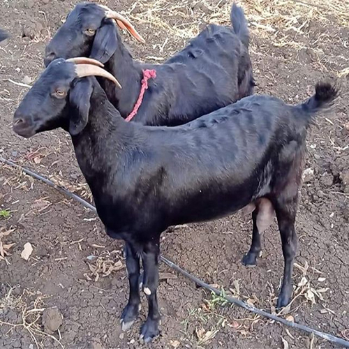 Osmanabadi Goat - Color: Black