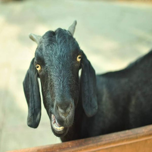 Osmanabadi Goat - Color: Black