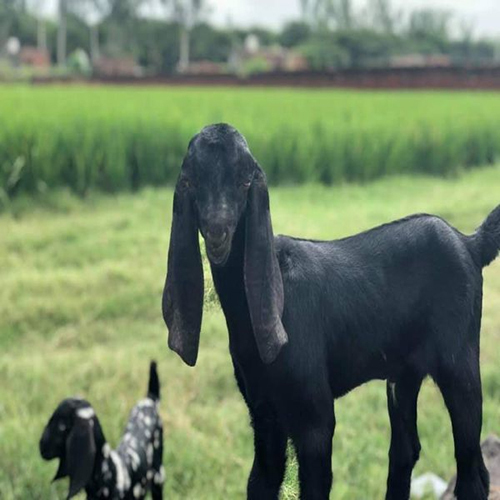 Beetal Goat - Color: Black