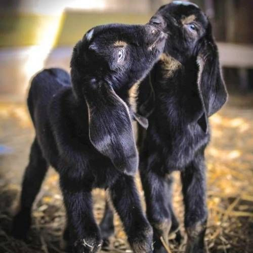 Beetal Goat - Color: Black