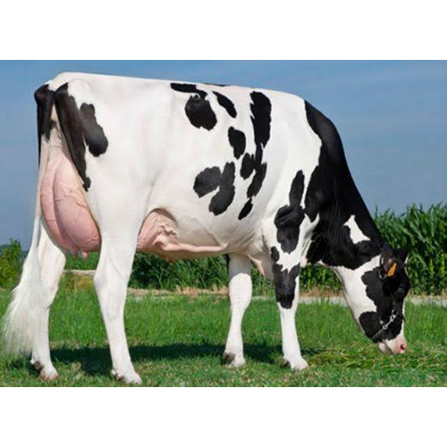 Hf Cow - Color: Black & White