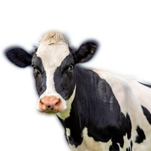 Hf Cow - Color: Black & White