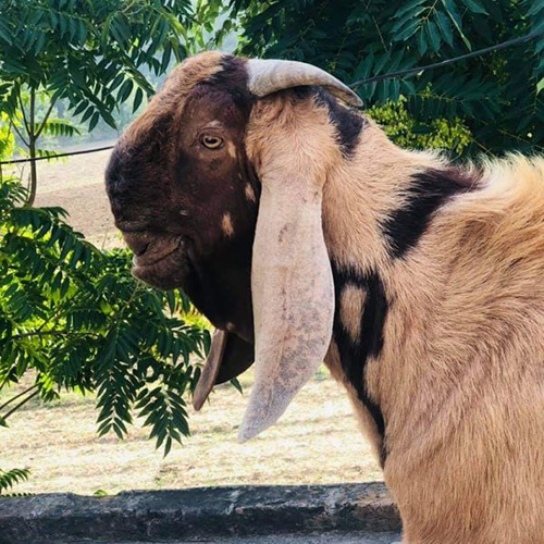 Sirohi Goat - Color: Brown