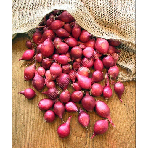 Small Red Onion - Preserving Compound: N0