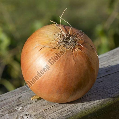 A Grade Sweet Onion - Preserving Compound: N0