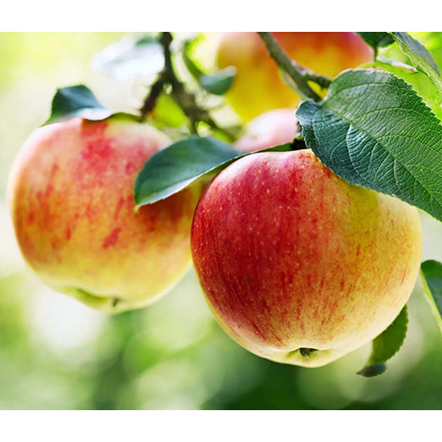 Fresh Apple - Organic Whole Fruit, Bright Red Color, Round Shape, Sweet Flavor Ideal for Snacking and Baking