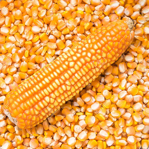Pure Maize - Color: Yellow