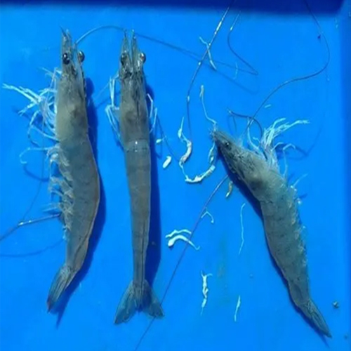 व्हाइट फेकल कंट्रोल व्हाइट गट कंट्रोल एक्वा फीड सप्लीमेंट्स