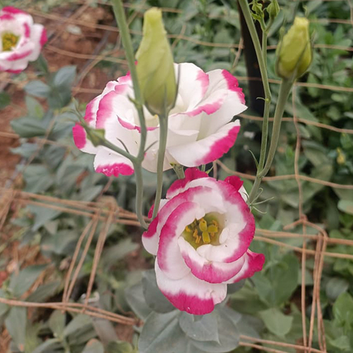 लिसियनथस फूल