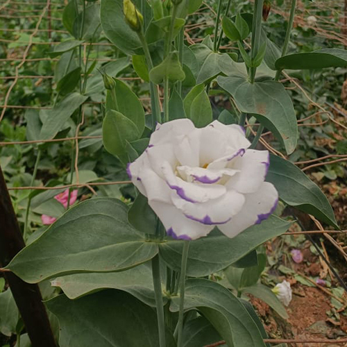 Lisianthus Flower - Color: White And Pink