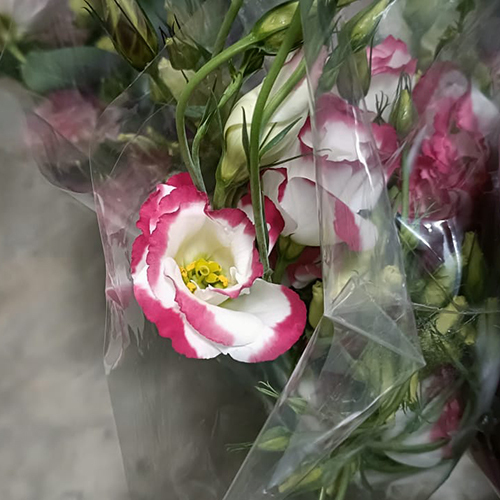 Lisianthus Flower - Color: White And Pink