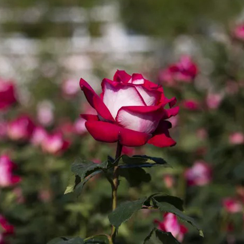 Lisianthus Flower - Color: White And Pink