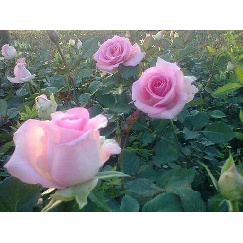 Lisianthus Flower - Color: White And Pink