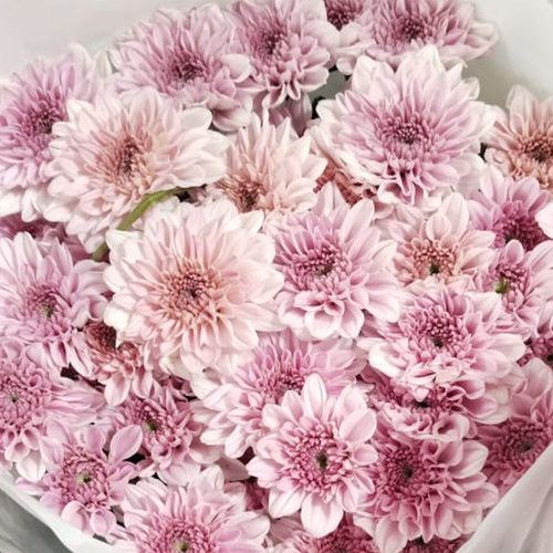 Chrysanthemum Flower - Fresh Pink Blooms In Various Sizes | Long-lasting Elegance For Weddings And Special Occasions