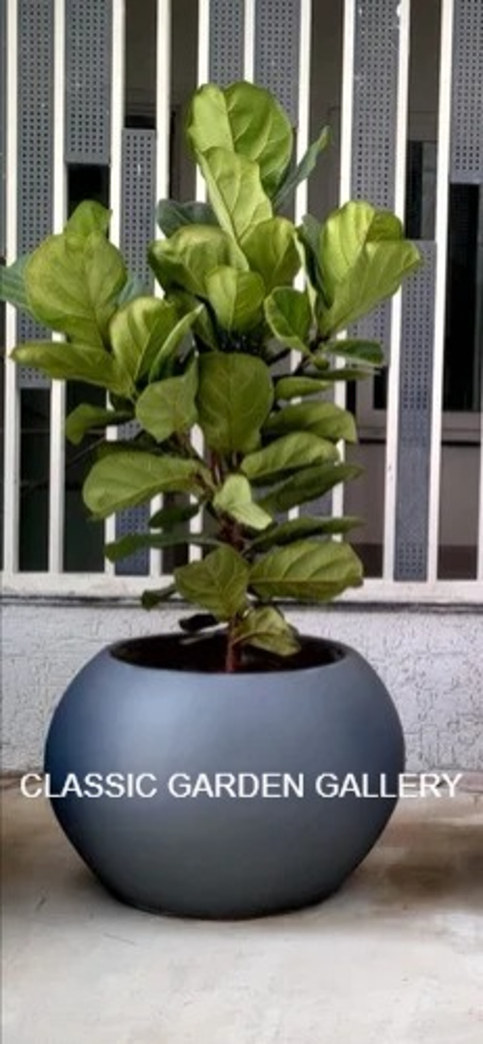 Fancy Cement Flower Pot - Color: Grey