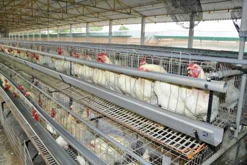 लेयर कैज