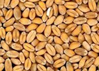 Sonalika Wheat
