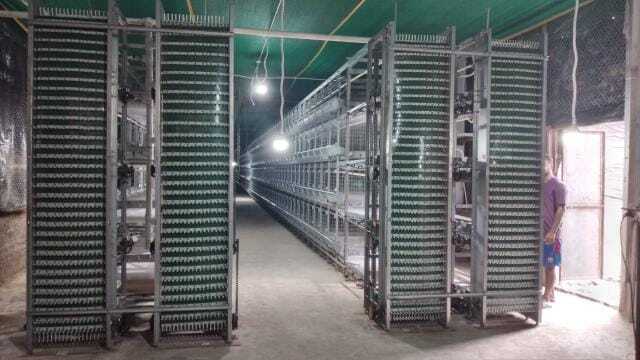 Layer & Broiler Cages - Heavy-duty Mesh, Multi-section Design | Automatic Feeding, Drinking, Egg Collection, Manure Removal, Ventilation & Control System