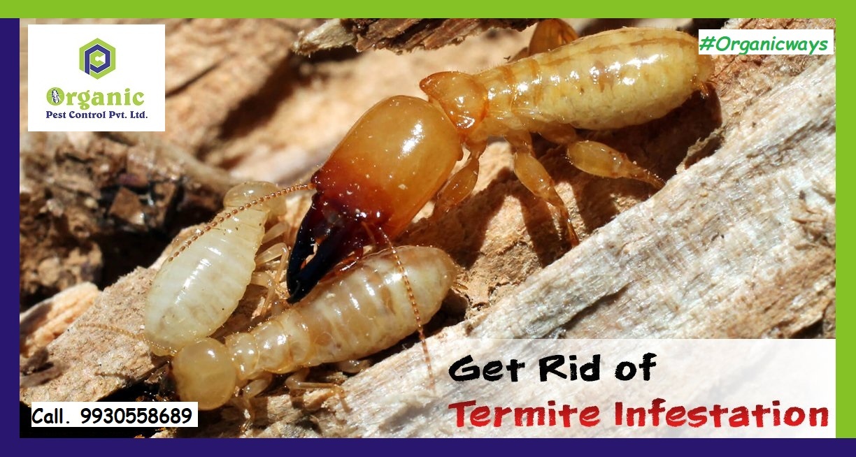 Termite Control Service - Advanced Treatment Solutions | Eco-friendly Formulations, Targeted Elimination Techniques, Comprehensive Property Protection