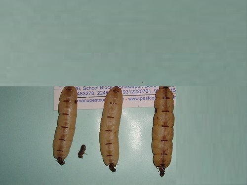 Termite Control Service - Advanced Treatment Solutions | Eco-friendly Formulations, Targeted Elimination Techniques, Comprehensive Property Protection