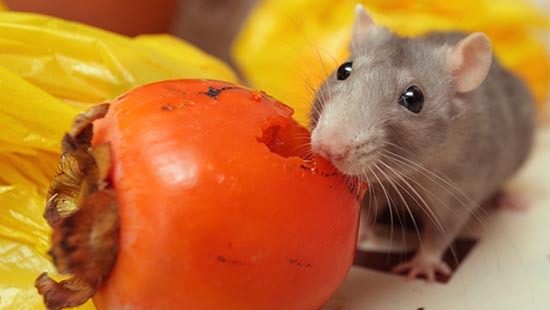 Rodent Control Service - Eco-friendly Solutions | Advanced Trapping Techniques, Comprehensive Inspection Plans, Guaranteed Rodent Exclusion