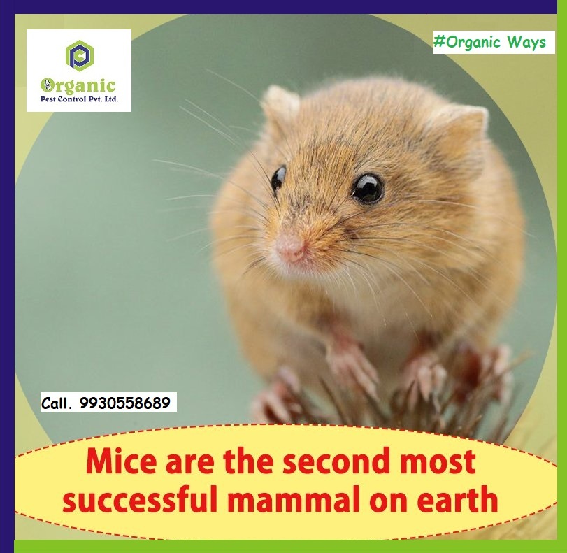 Rodent Control Service - Eco-friendly Solutions | Advanced Trapping Techniques, Comprehensive Inspection Plans, Guaranteed Rodent Exclusion