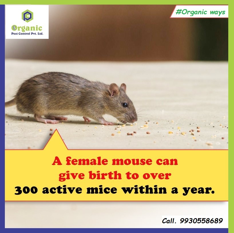 Rodent Control Service - Eco-friendly Solutions | Advanced Trapping Techniques, Comprehensive Inspection Plans, Guaranteed Rodent Exclusion