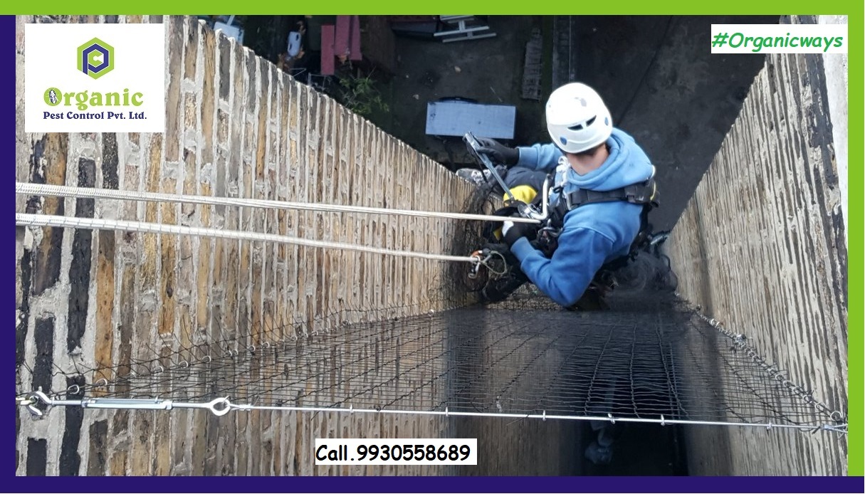 Commercial Bird Netting - Color: Green