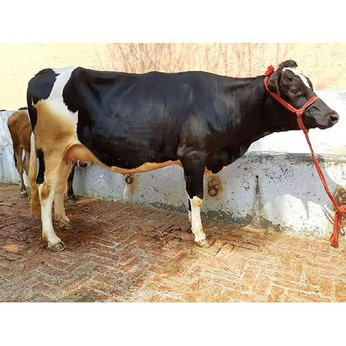 Cross Breed Hf Cow - Color: Black & White