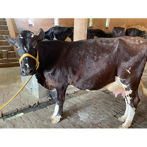 Dairy Hf Cow - Color: Black