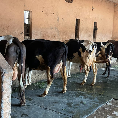 भारतीय एचएफ गाय