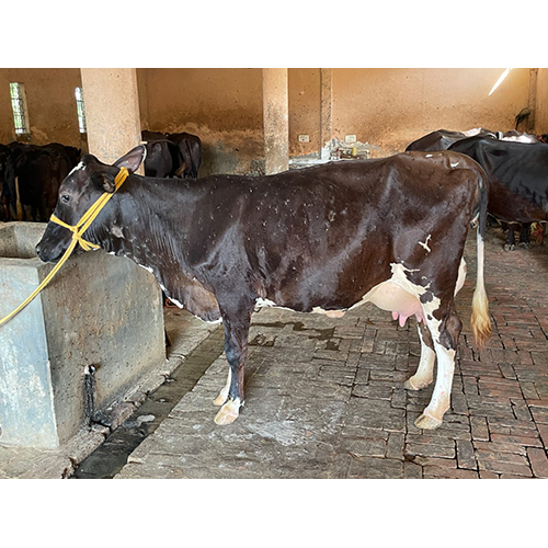 Pure Hf Cow - Color: Black