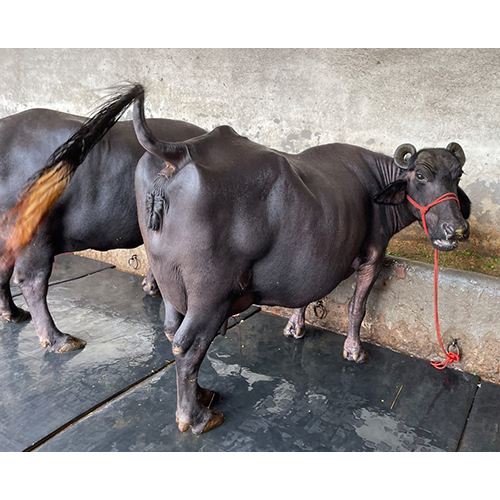 भारतीय काला मुर्रह भेंस