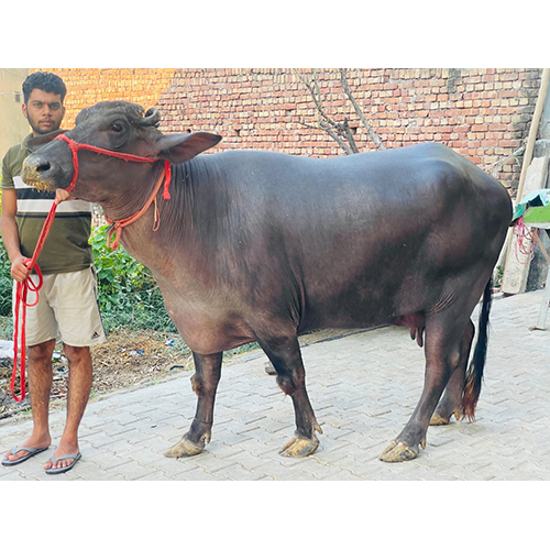 Pure Murrah Buffalo - Color: Black