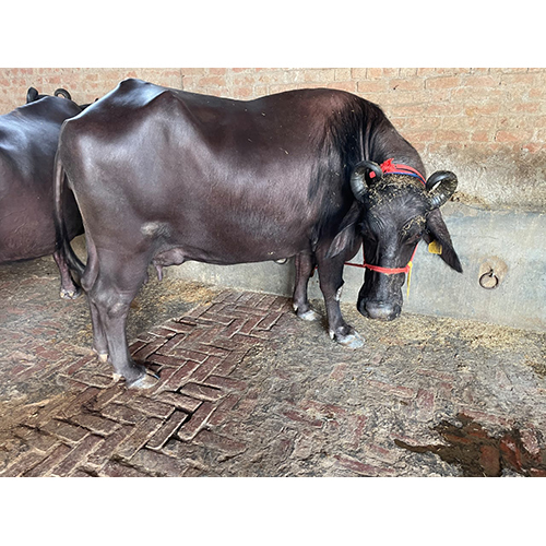 Black Murrah Buffalo - Female Breed, Dairy Farm Specialization | Premium Black Milk Production
