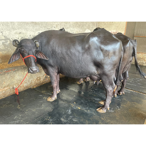Black Murrah Buffalo - Female Breed, Dairy Farm Specialization | Premium Black Milk Production