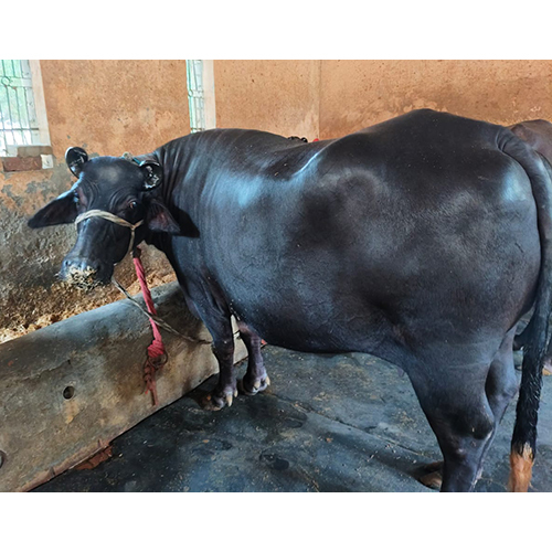 Black Murrah Buffalo - Female Breed, Dairy Farm Specialization | Premium Black Milk Production