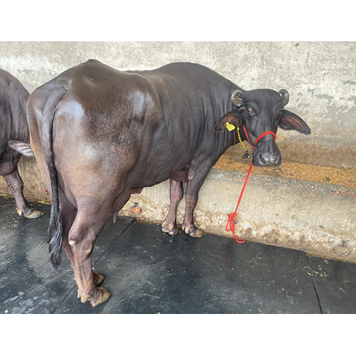 Black Murrah Buffalo - Female Breed, Dairy Farm Specialization | Premium Black Milk Production